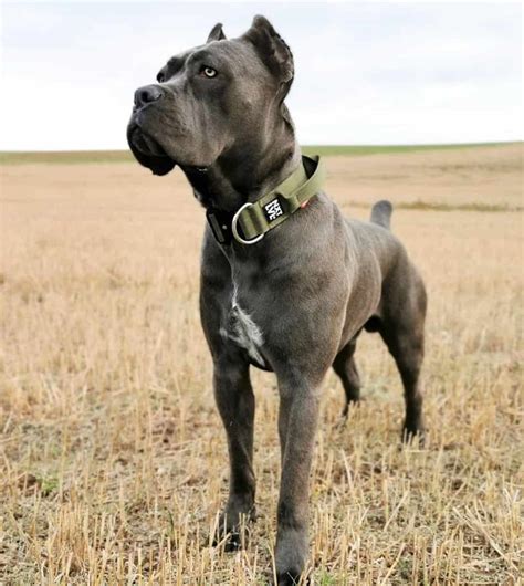 Cane Corso Colors All Colors Explained With Pictures