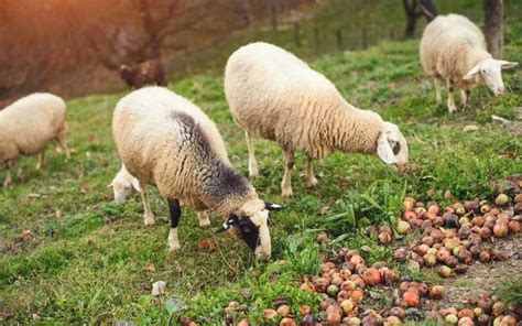 Can Sheep Eat Apples 3 Ways To Feed Farming Base