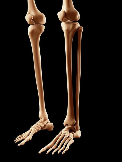 Human Leg Anatomy Bones