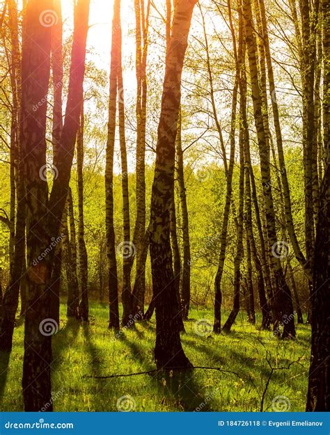 Sunset In A Spring Birch Forest With Fresh Leaves Stock Photo Image