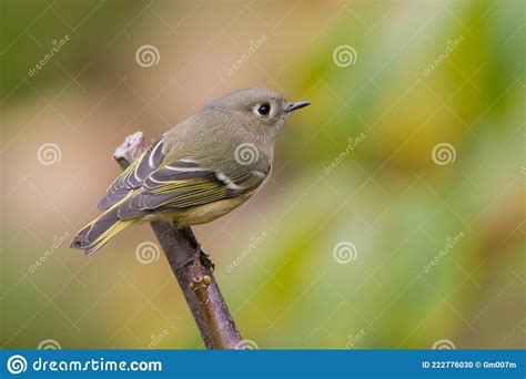 Female Ruby Crowned Kinglet Bird Perched On Branch Stock Photo Image