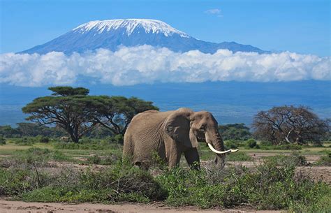Overnight Safari To Amboseli National Park Starting From Nairobi