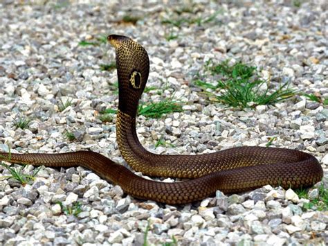 Cobra Snake True Wildlife Creatures