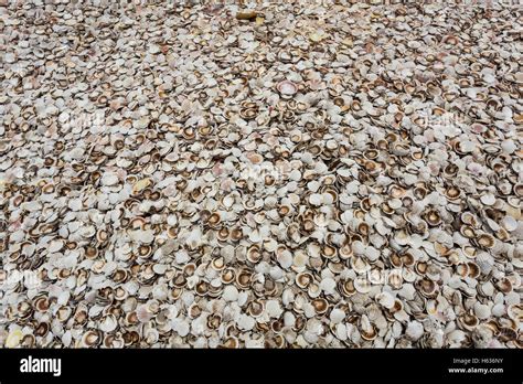 Pile Of Oysters Shells Stock Photo Alamy