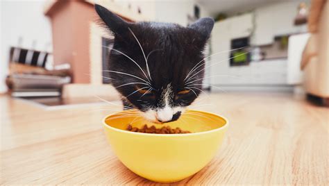 If your cat is not allergic to corn, then you might think that she can eat as much corn as she likes, but that's not true. Can Cats Eat Corn? Is Corn Safe For Cats? - CatTime