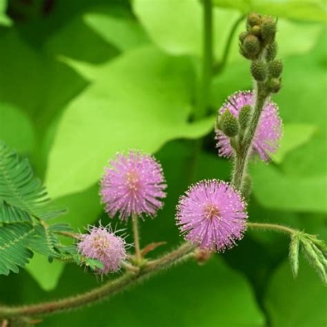 Buy Sensitive Plant Mimosa Pudica 20 Seeds Online