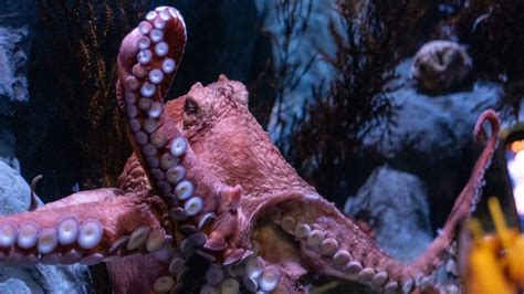 15 Fun Facts About Octopus Facts