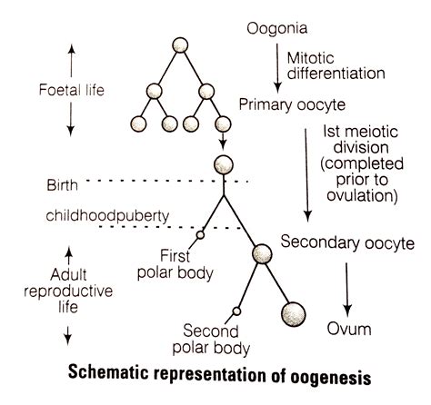 Given A Schematic Labelled Diagram To Represent Oogenesis Without The