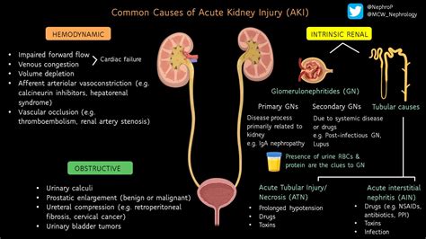 Common Causes Of Acute Kidney Injury Aki Differential Grepmed