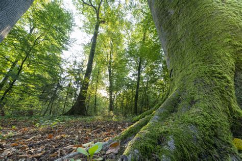 La forêt de Haguenau Denis MERCK Photographe professionnel en Alsace