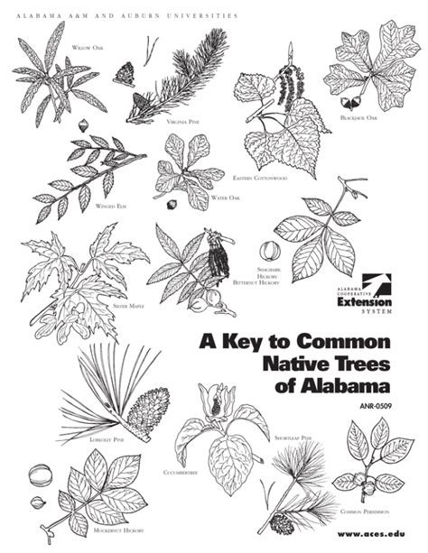 A Key To Common Native Trees Of Alabama