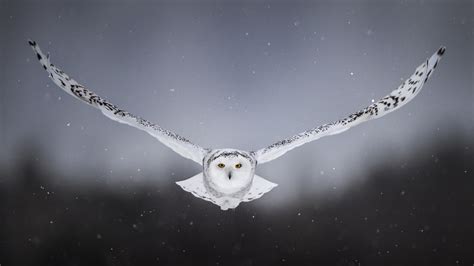 2048x1152 White Snow Owl Flying 2048x1152 Resolution Hd 4k Wallpapers