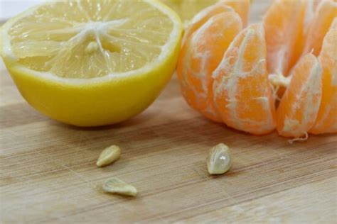 Free Picture Mandarin Orange Seed Tangerine Fruit Vitamin Fresh