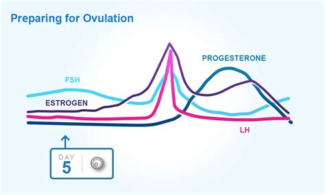 Understanding Menstrual Cycles Your Periods And Ovulation Clearblue