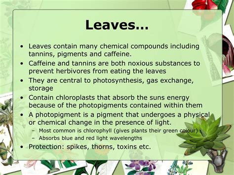 Ppt Plants Powerpoint Presentation Free Download Id2194336