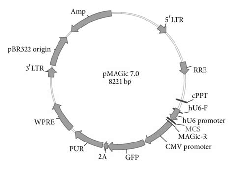 A Structure Of Lentiviral Vector Plasmid Pmagic 70 B Structure Of