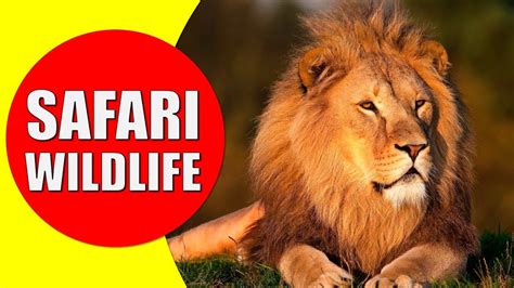 African Safari Wildlife Safari Visit For African Animals
