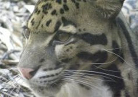 The formosan clouded leopard (neofelis nebulosa brachyura) is an extinct subspecies of clouded leopard that is endemic to the island of taiwan. Formosan clouded leopard goes extinct - Unexplained Mysteries