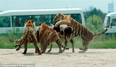 Gambar Jelajahunik Menu Makan Siang Buat Harimau Tiger Gambar Di