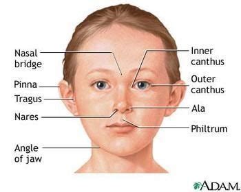 This is a list of human anatomical parts named after people. complicated name parts of the face | label parts | Pinterest | The o'jays, Faces and Names