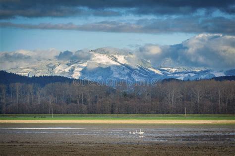 Trumpeter Swans In The Skagit Valley Stock Photo Image Of Dusk