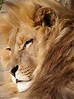 File:Lion 06584.jpg - Wikipedia