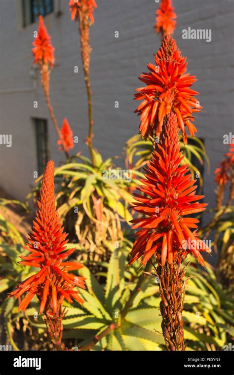 Petrine Poulsen Flowers That Bloom In Winter In South Africa Flowers