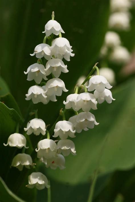 National Flowers Finland Lily Of The Valley Lily Of The Valley