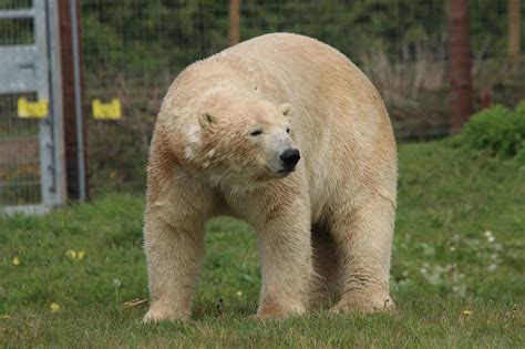 Polar Bear Hamish Doncaster South Yorkshire England Yorksh Flickr