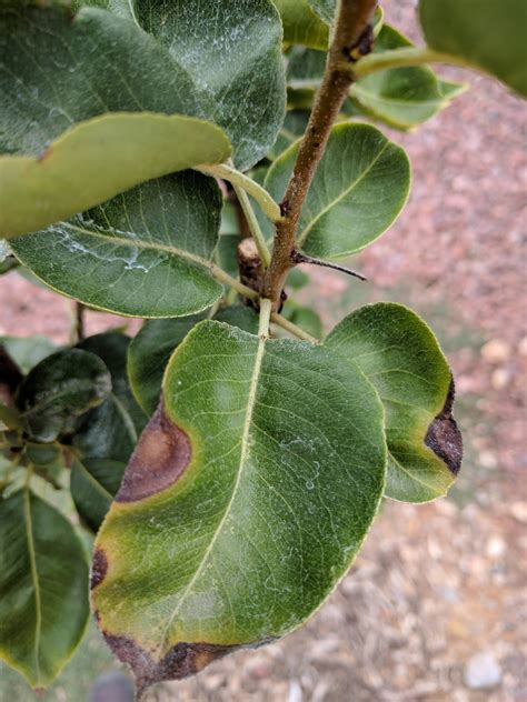 Xtremehorticulture Of The Desert Pear With Leaf Browning