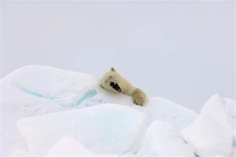 Yawning Polar Bear Photograph By Steven Kazlowski Pixels