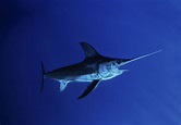 Swordfish Facts