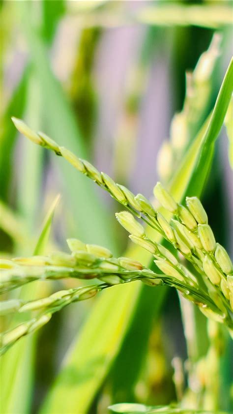 Rice Closeup Photo Close Up Photo Plants