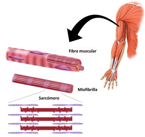 Musculo Esqueletico Png