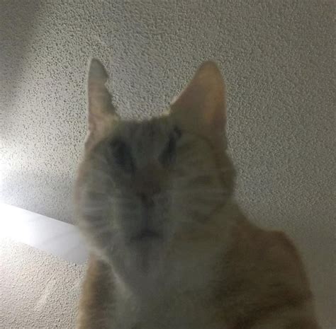 Never Take A Panorama Picture Of Your Cat Funny
