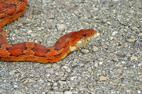 Red Rat Snake Photograph By Sara Edens Fine Art America