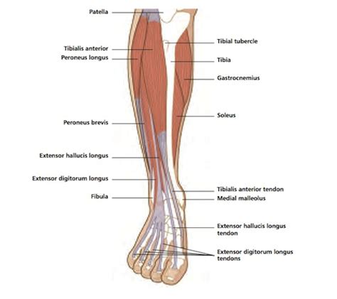 The bones of the leg are the femur, tibia, fibula and patella. Vivian Grisogono - ABOUT THE SHIN