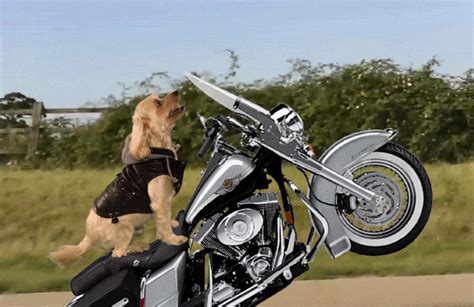 Harley Davidson S Get The Best  On Giphy