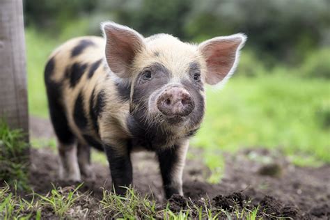 Farm Pig Animals