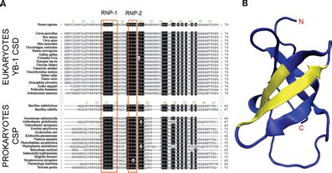 Sequence Alignment Of The CSDs From Eukaryotic Y Box Proteins And