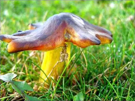 10 Interesting Fungi Facts My Interesting Facts