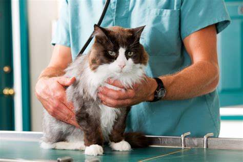 New Cat Care Guidelines From American Animal Hospital Association