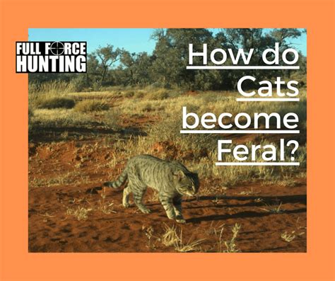 How Do Cats Become Feral Full Force Hunting
