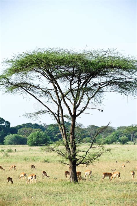 Local Tanzanians Sitting Under Tree In Plains Of Africa Editorial Image