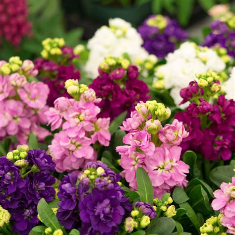 Matthiola Incana Stock Giant Imperial Mix The Small Batch Nursery