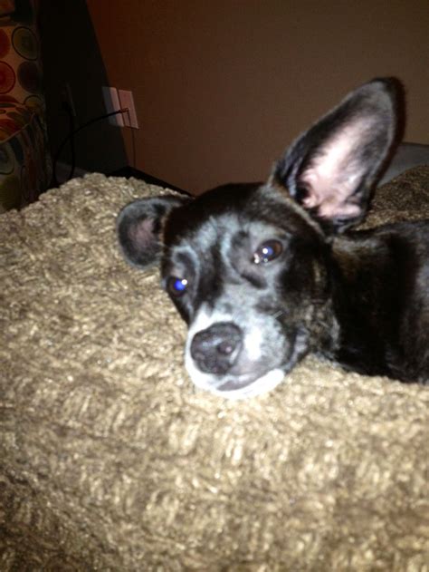 This Is A Cheagle But It Looks Like Our Rat Terrier Mix Named Lily