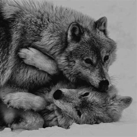 Pin by Ilayda Ünlü on Wolf’s | Wolf dog, Wolf spirit animal, Wolf love