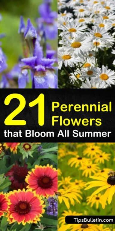 21 Perennial Flowers That Bloom All Summer Even From Spring To Fall