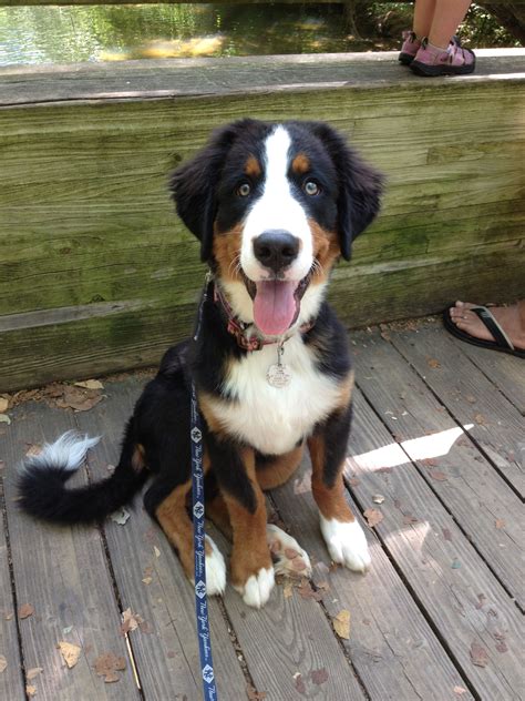 4 Month Old Bernese Mountain Dog