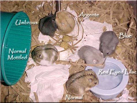 Pictures Of Campbells Russian Dwarf Hamsters Color Comparison